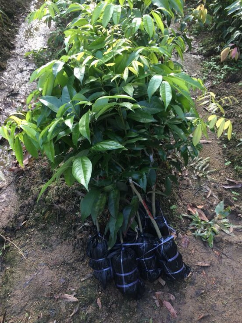 嫁接荔枝树苗妃子笑糯米糍桂味无核荔枝苗盆栽地栽当年结果树