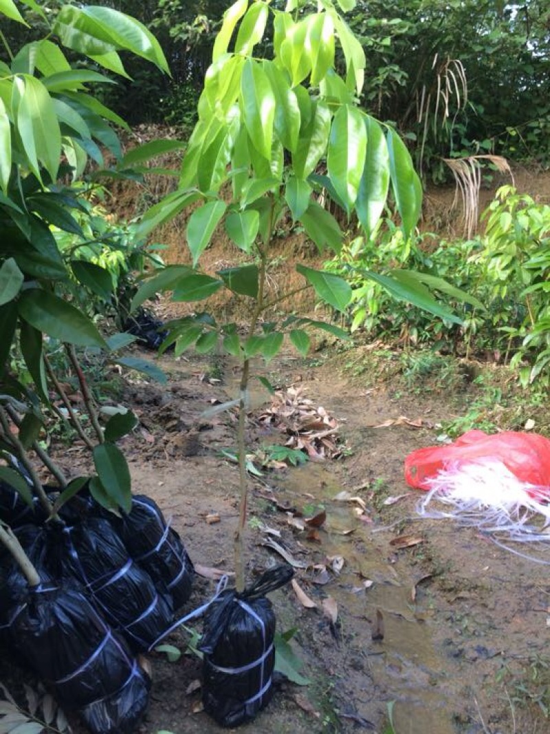 嫁接荔枝树苗妃子笑糯米糍桂味无核荔枝苗盆栽地栽当年结果树