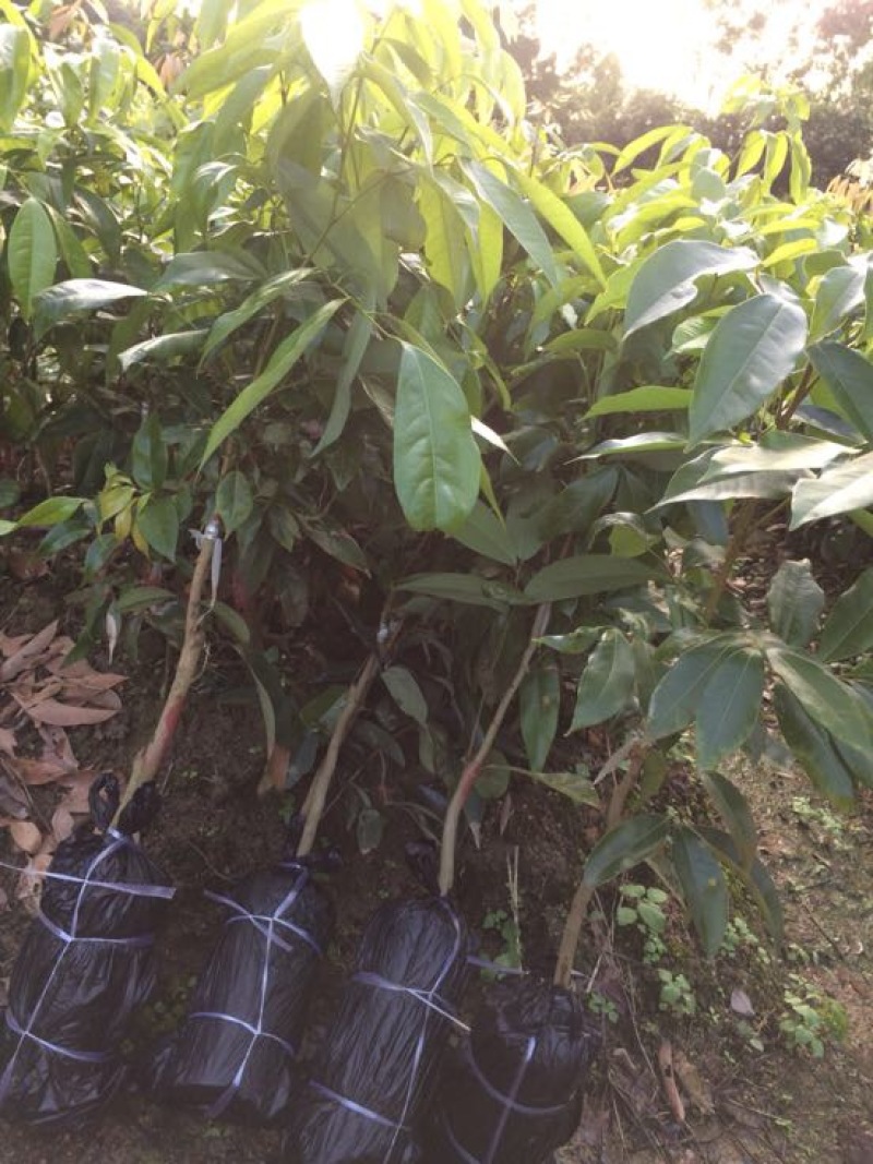 嫁接荔枝树苗妃子笑糯米糍桂味无核荔枝苗盆栽地栽当年结果树