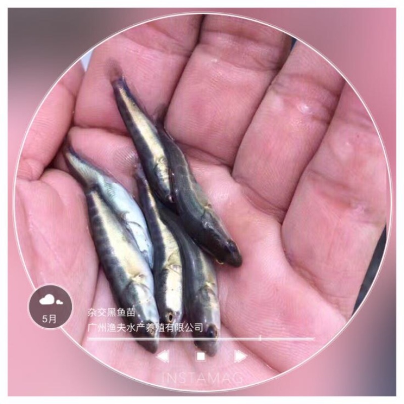 黑鱼苗人工养殖