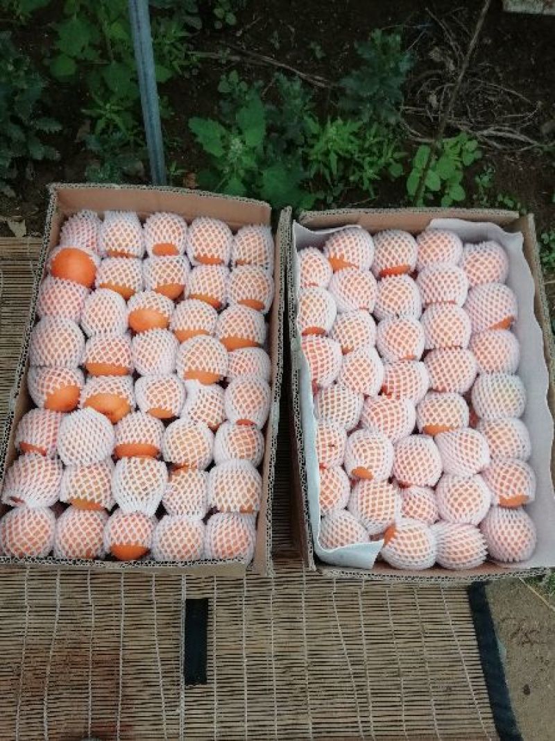 金太阳杏