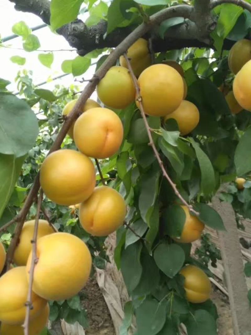 金太阳杏