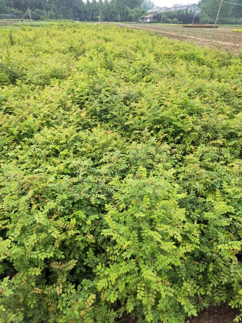 黄刺玫大小规格齐全