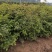 黄刺玫大小规格齐全