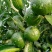 小青柑(茶果)