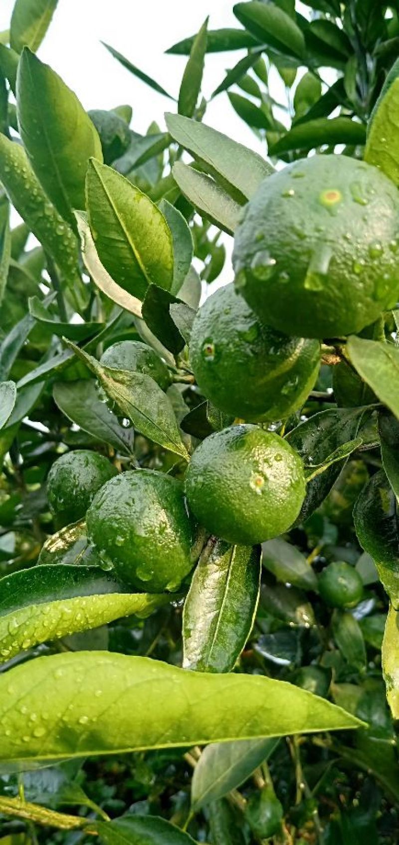 小青柑(茶果)
