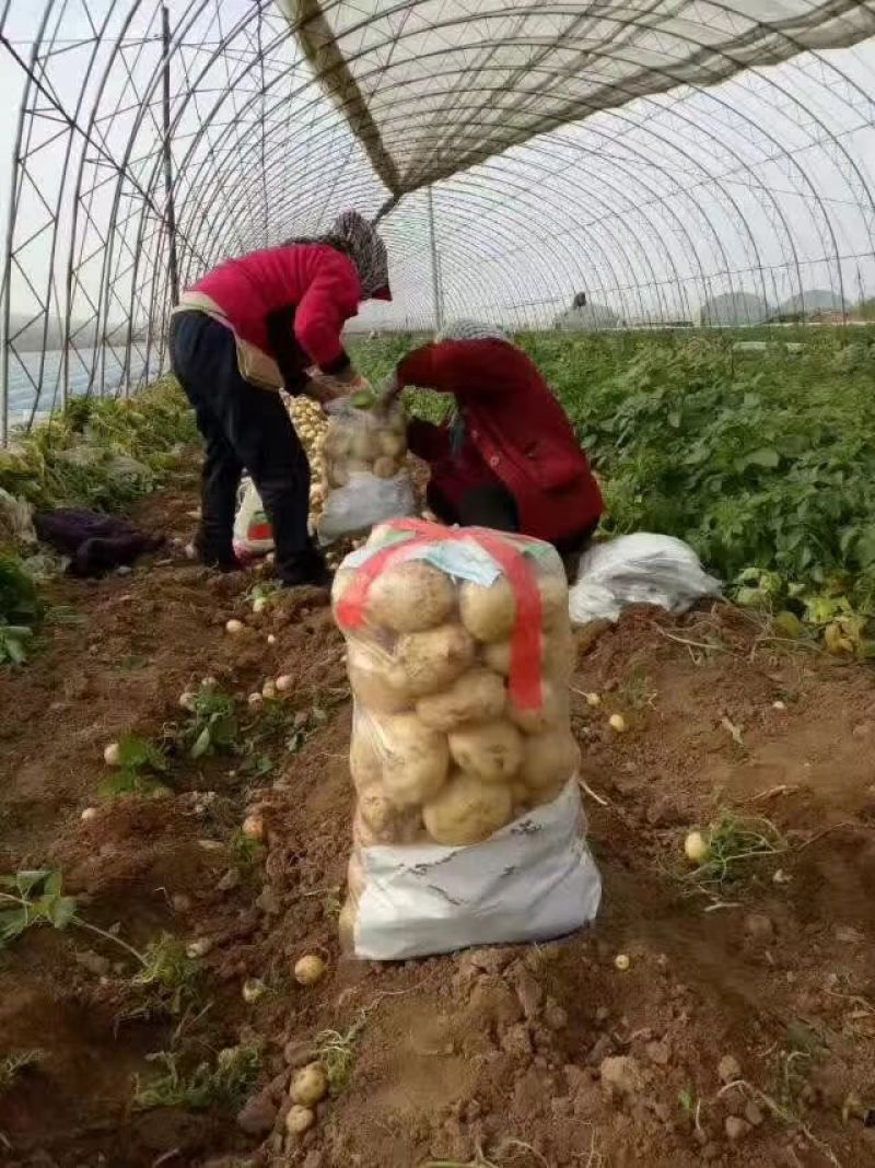 绥中早大白土豆！通货。上市了！冷棚土豆啊！