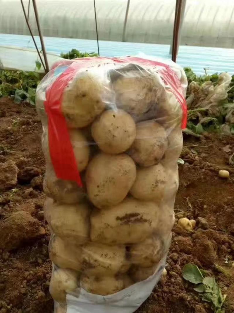 绥中早大白土豆！通货。上市了！冷棚土豆啊！