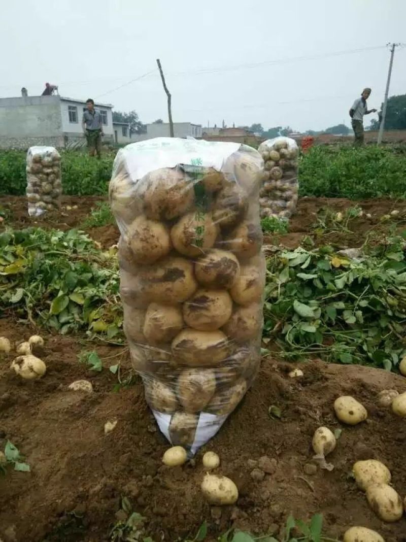 绥中早大白土豆！通货。上市了！冷棚土豆啊！