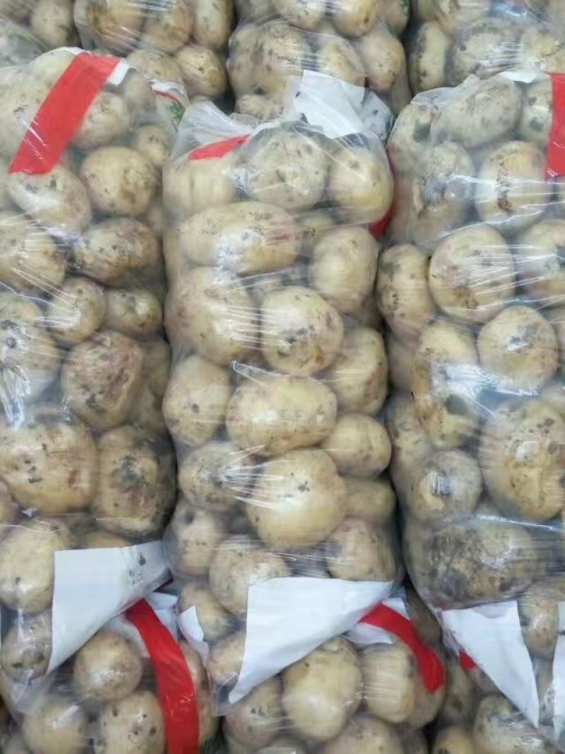 绥中早大白土豆！通货。上市了！冷棚土豆啊！