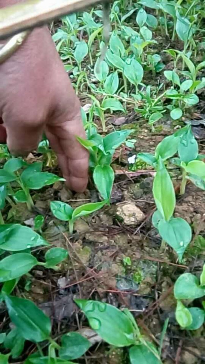 草果苗，10--35公分