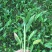 草果苗，10--35公分