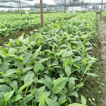 草果苗，10--35公分