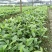 草果苗，10--35公分