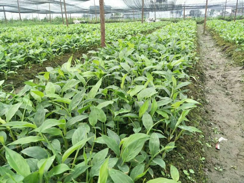 草果苗，10--35公分