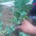 宿迁沭阳菊花苗，绿菊，金丝菊，千头菊基地直供保质保量