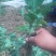 宿迁沭阳菊花苗，绿菊，金丝菊，千头菊基地直供保质保量