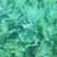 宿迁沭阳菊花苗，绿菊，金丝菊，千头菊基地直供保质保量