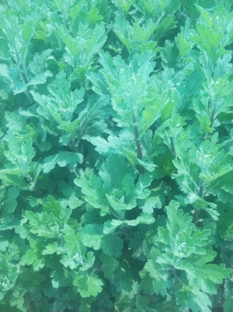宿迁沭阳菊花苗，绿菊，金丝菊，千头菊基地直供保质保量