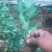 宿迁沭阳菊花苗，绿菊，金丝菊，千头菊基地直供保质保量