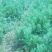 宿迁沭阳菊花苗，绿菊，金丝菊，千头菊基地直供保质保量