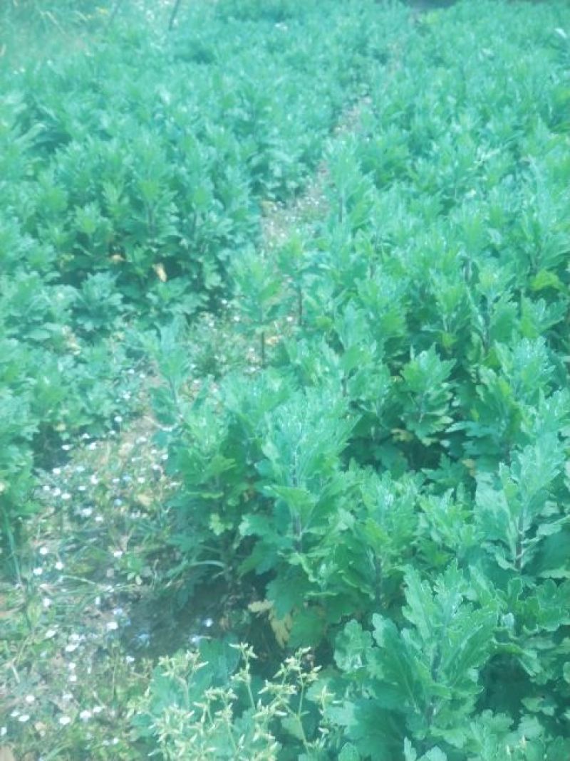 宿迁沭阳菊花苗，绿菊，金丝菊，千头菊基地直供保质保量