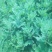 宿迁沭阳菊花苗，绿菊，金丝菊，千头菊基地直供保质保量