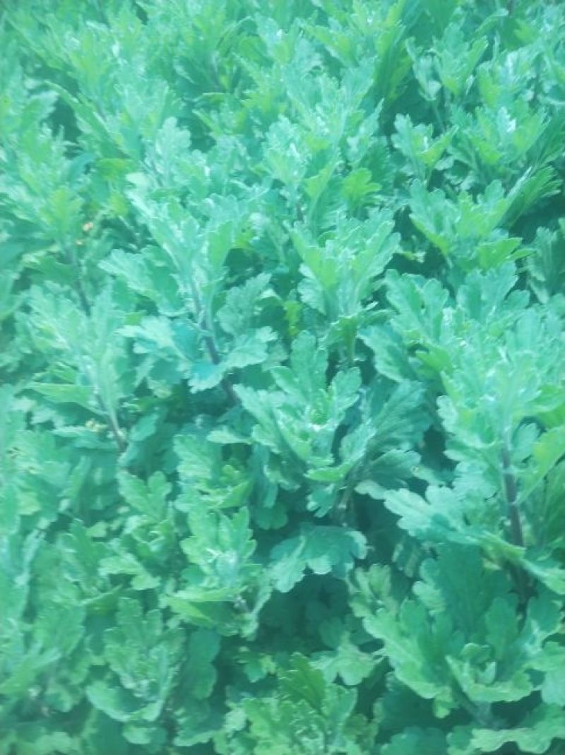 宿迁沭阳菊花苗，绿菊，金丝菊，千头菊基地直供保质保量