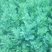 宿迁沭阳菊花苗，绿菊，金丝菊，千头菊基地直供保质保量