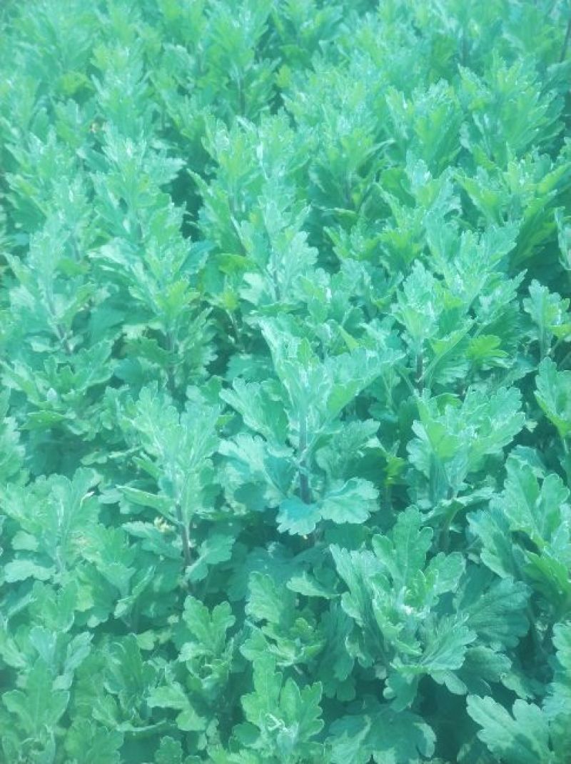 宿迁沭阳菊花苗，绿菊，金丝菊，千头菊基地直供保质保量