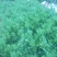 宿迁沭阳菊花苗，绿菊，金丝菊，千头菊基地直供保质保量