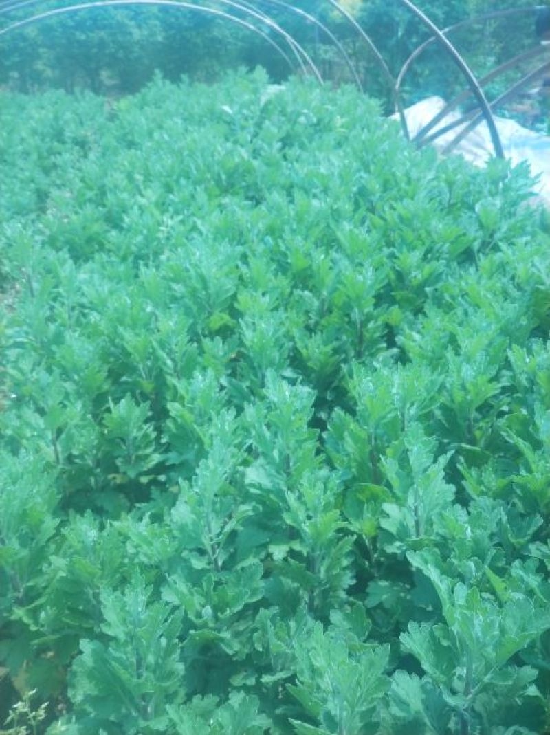 宿迁沭阳菊花苗，绿菊，金丝菊，千头菊基地直供保质保量