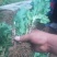 宿迁沭阳菊花苗，绿菊，金丝菊，千头菊基地直供保质保量
