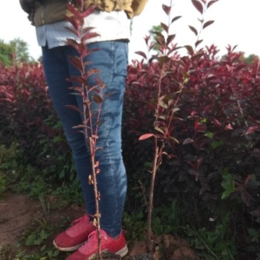 紫叶矮樱(营养钵)2cm以下50~80cm