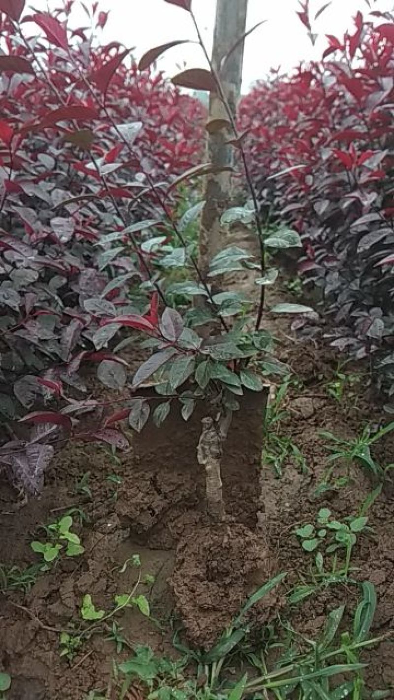 嫁接紫叶矮樱2cm以下30~50cm