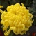 菊花苗