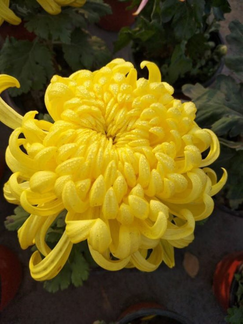 菊花苗