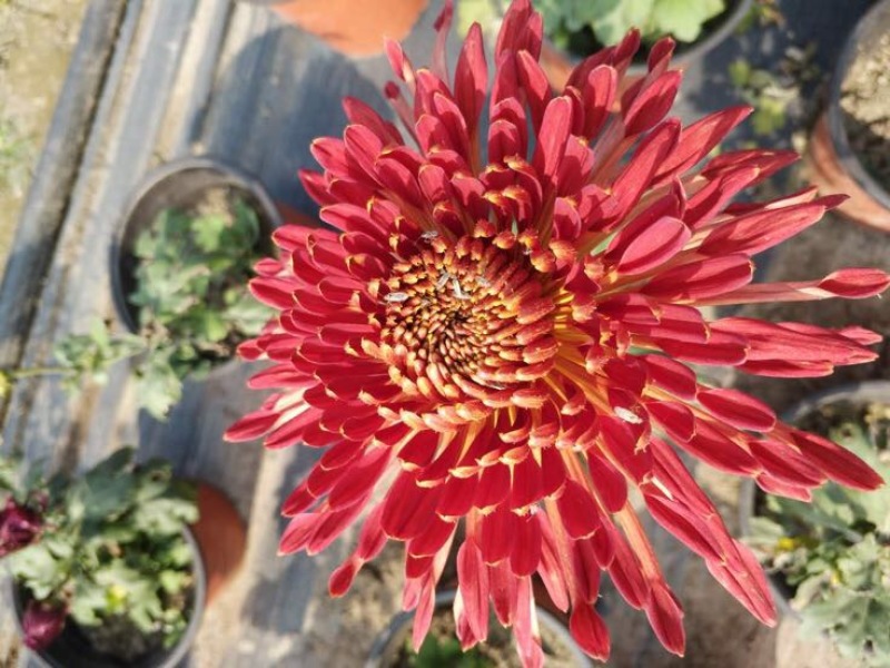 菊花苗