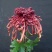 菊花苗