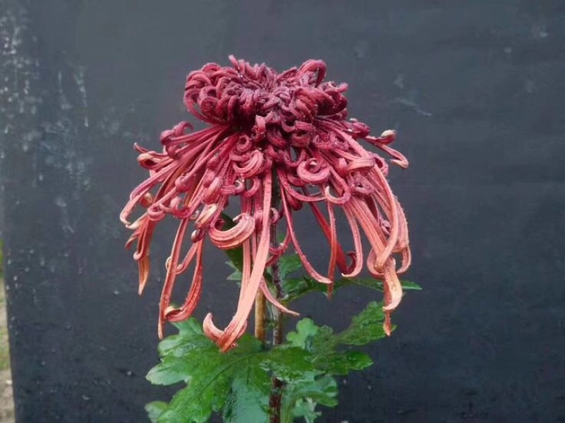 菊花苗