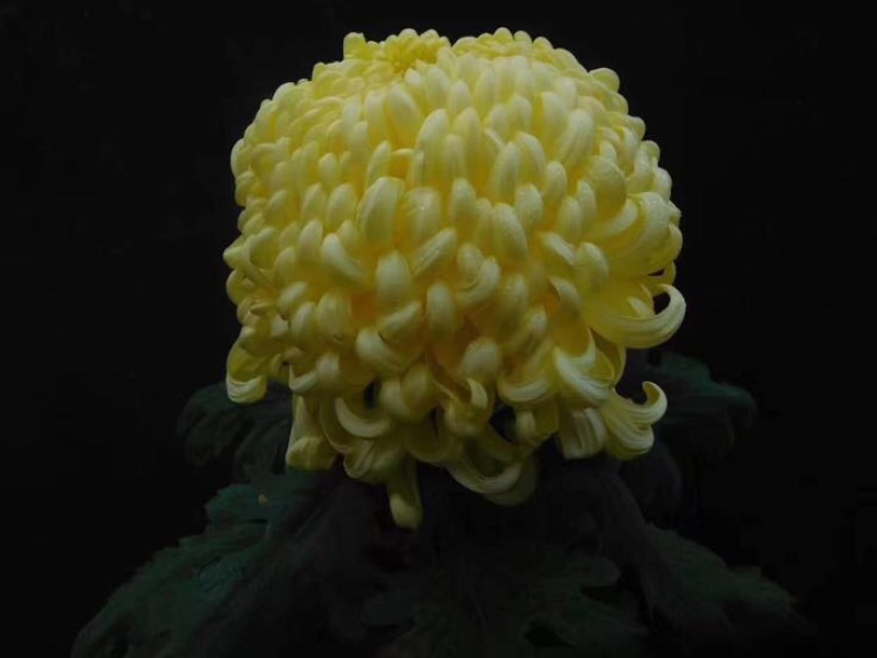 菊花苗