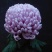 菊花苗