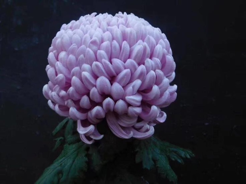 菊花苗