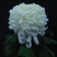 菊花苗