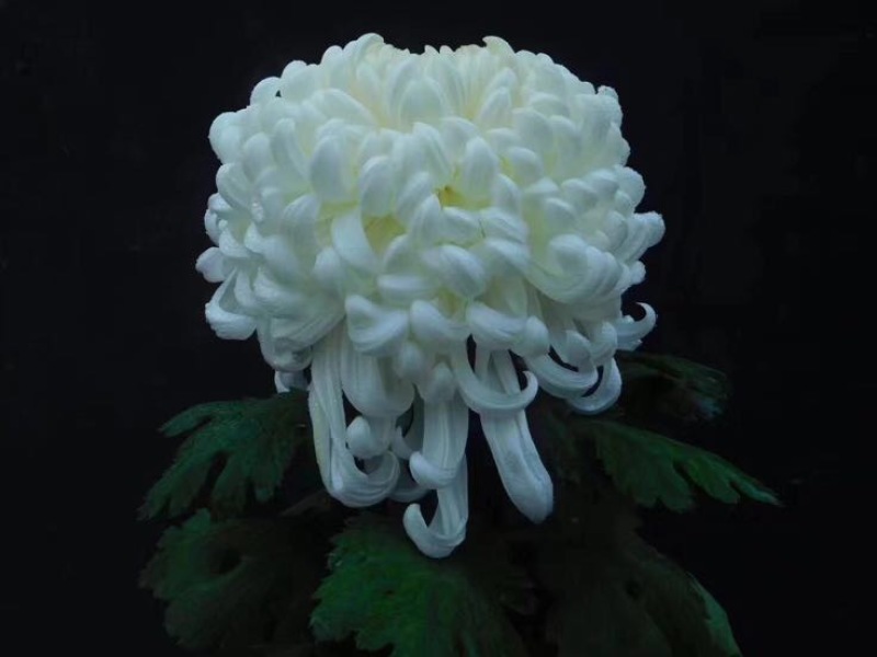 菊花苗