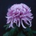 菊花苗