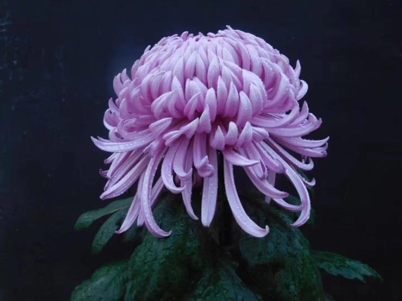 菊花苗