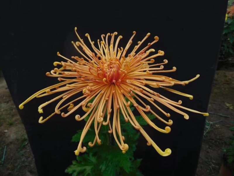 菊花苗