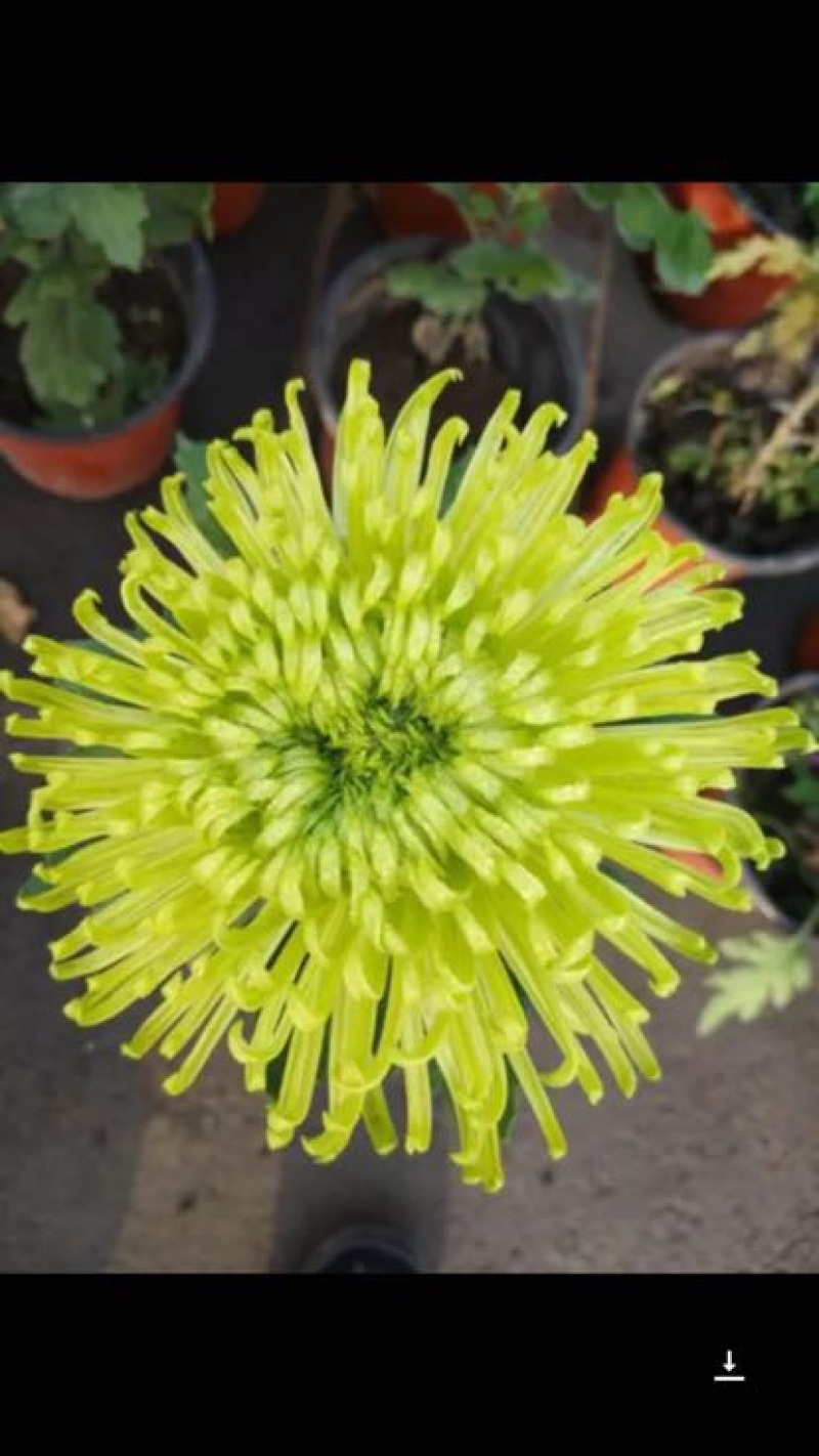 菊花苗