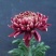 菊花苗
